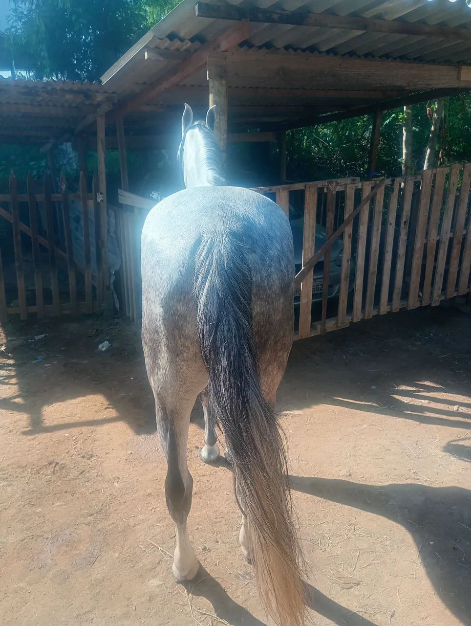 Cavalo mangalarga  - Foto 3