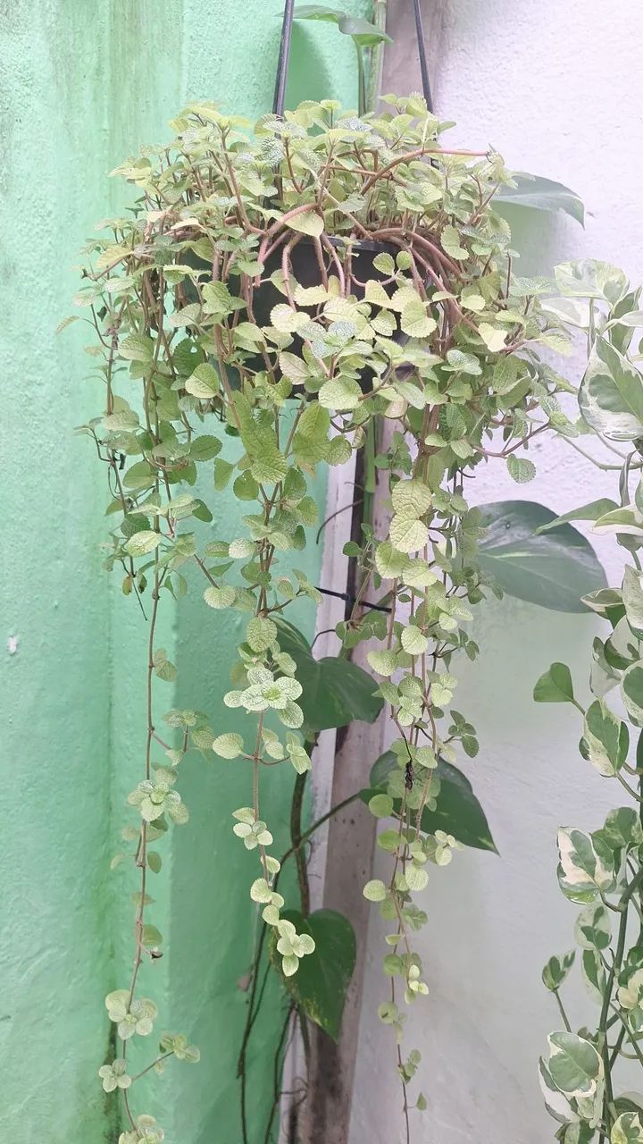 Vendo plantas  - Foto 4