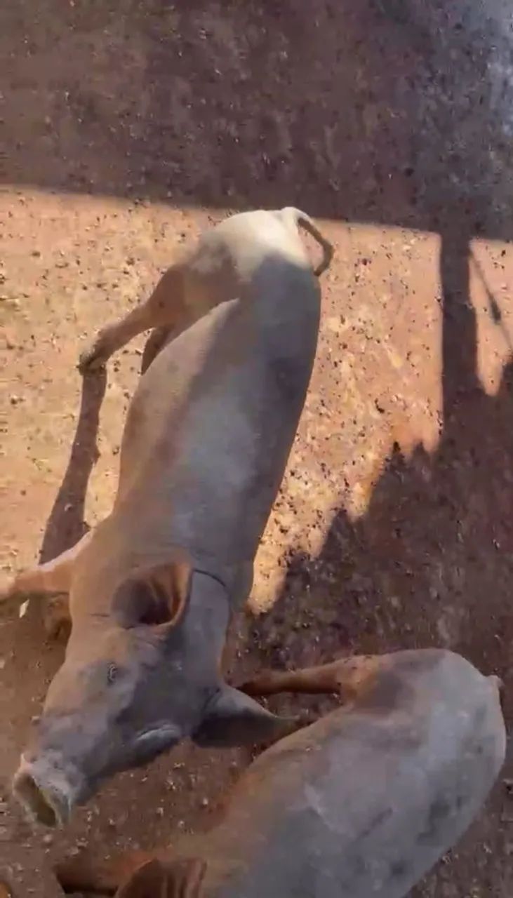 Cachaço colher e nilo