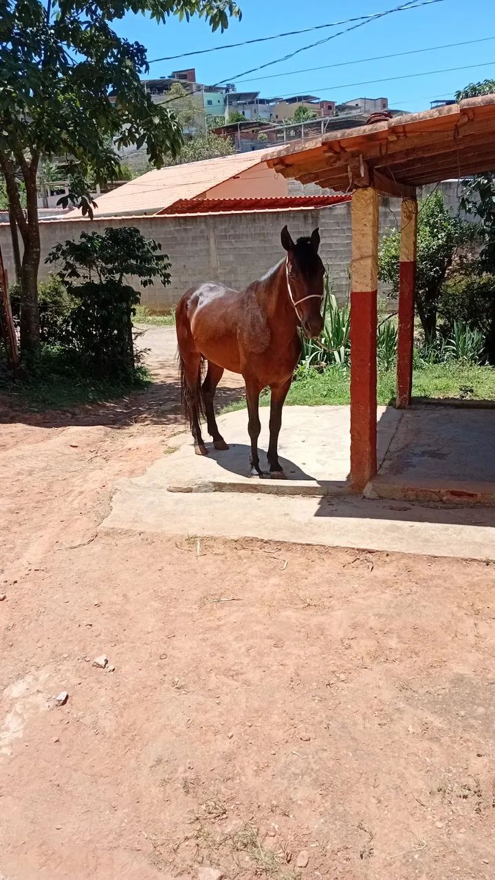 Vendo cavalo - Foto 3