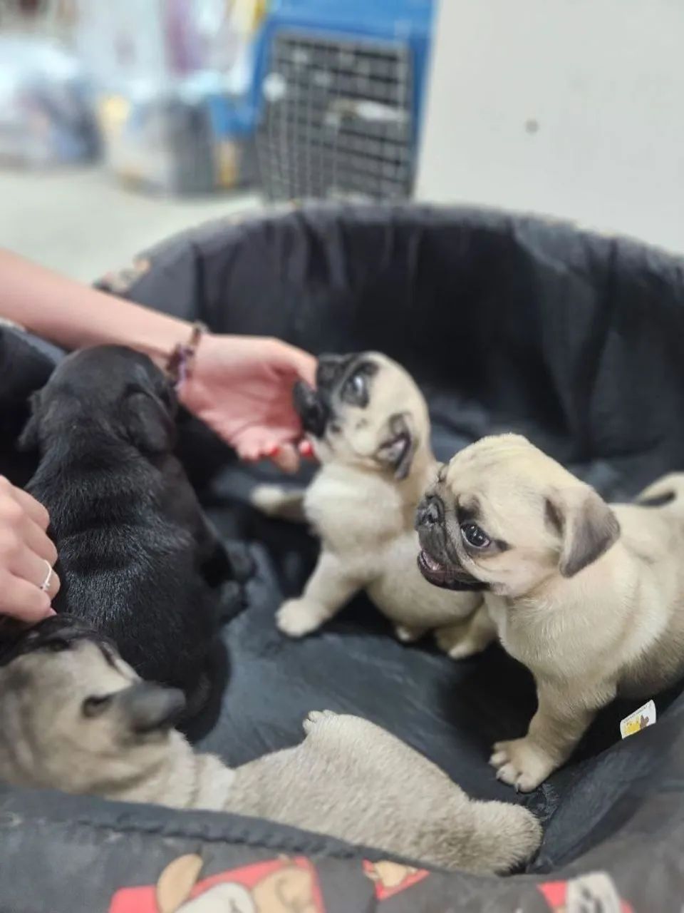 Pug - filhotes