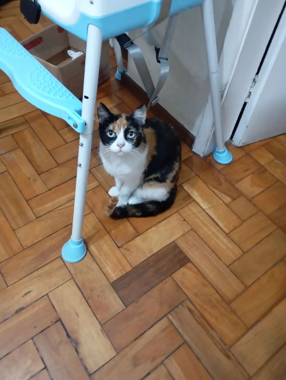 Doaç ão de gatinha castrada  - Foto 2