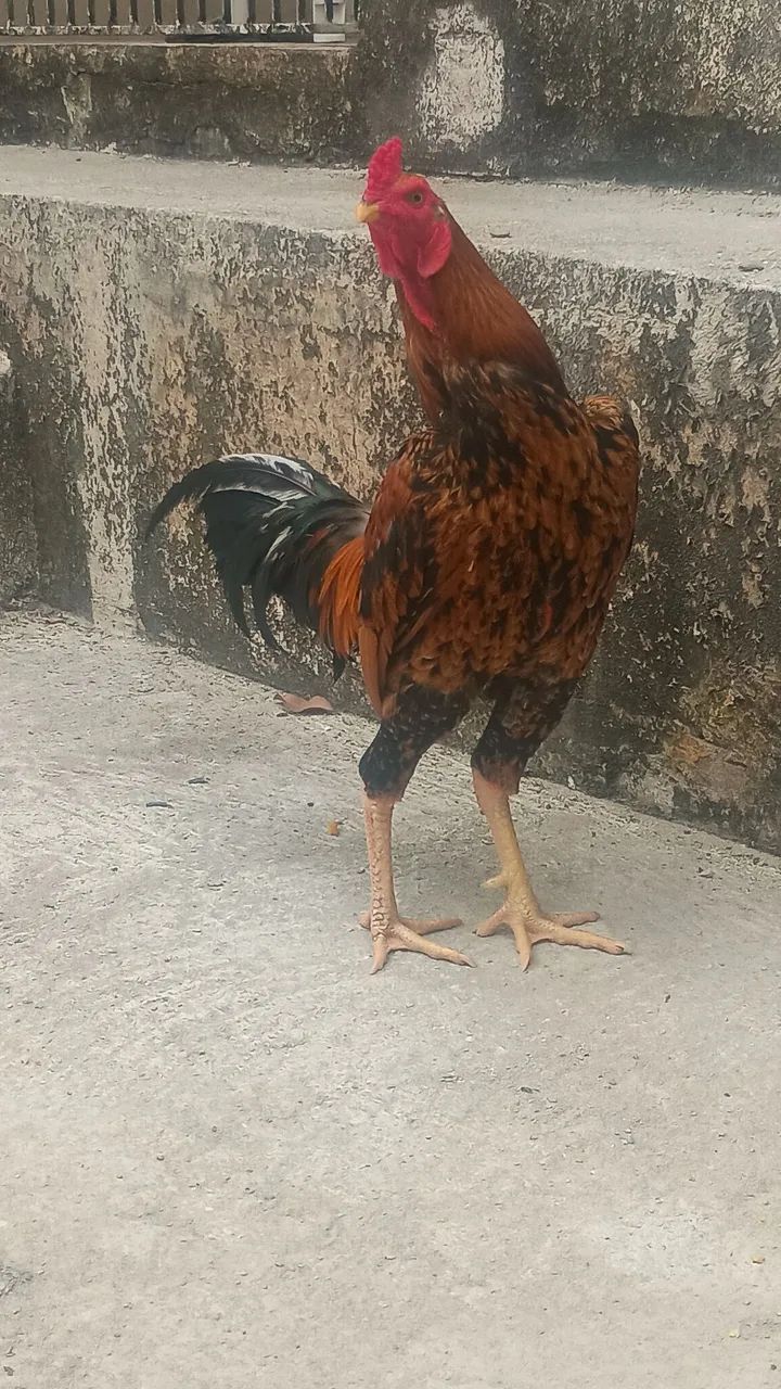 Galo coca muito lindo  - Foto 3