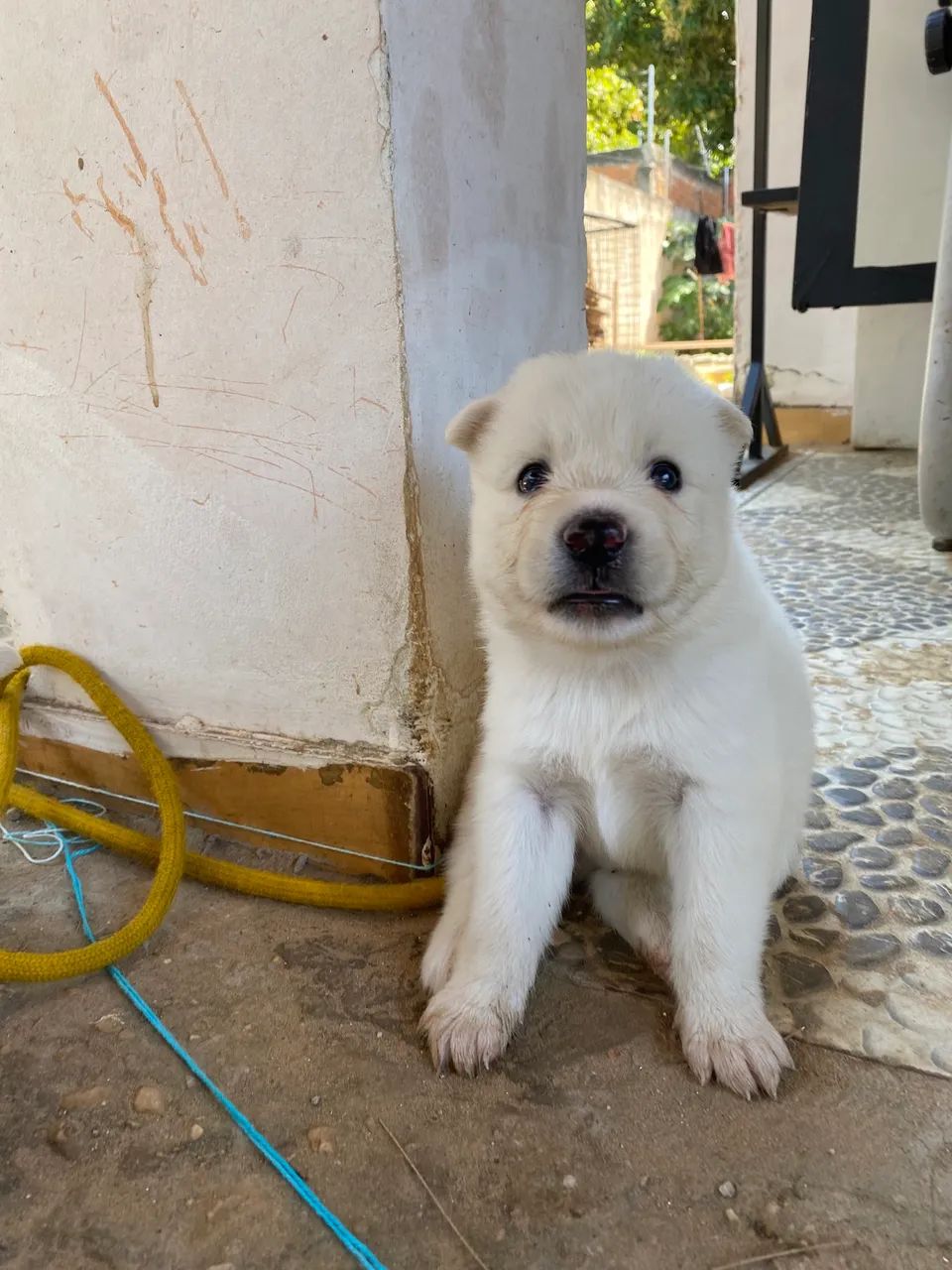 Husky siberiano - Foto 4