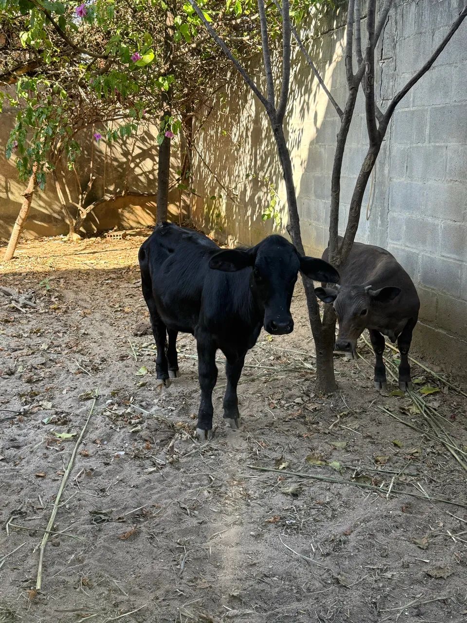 Mini vaca / mini Touro 