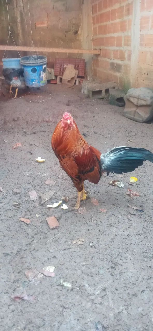 Galo bankiva - Foto 2