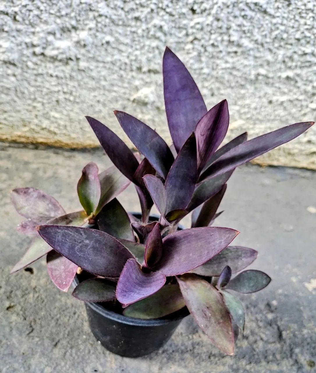 Vendo  - Foto 2