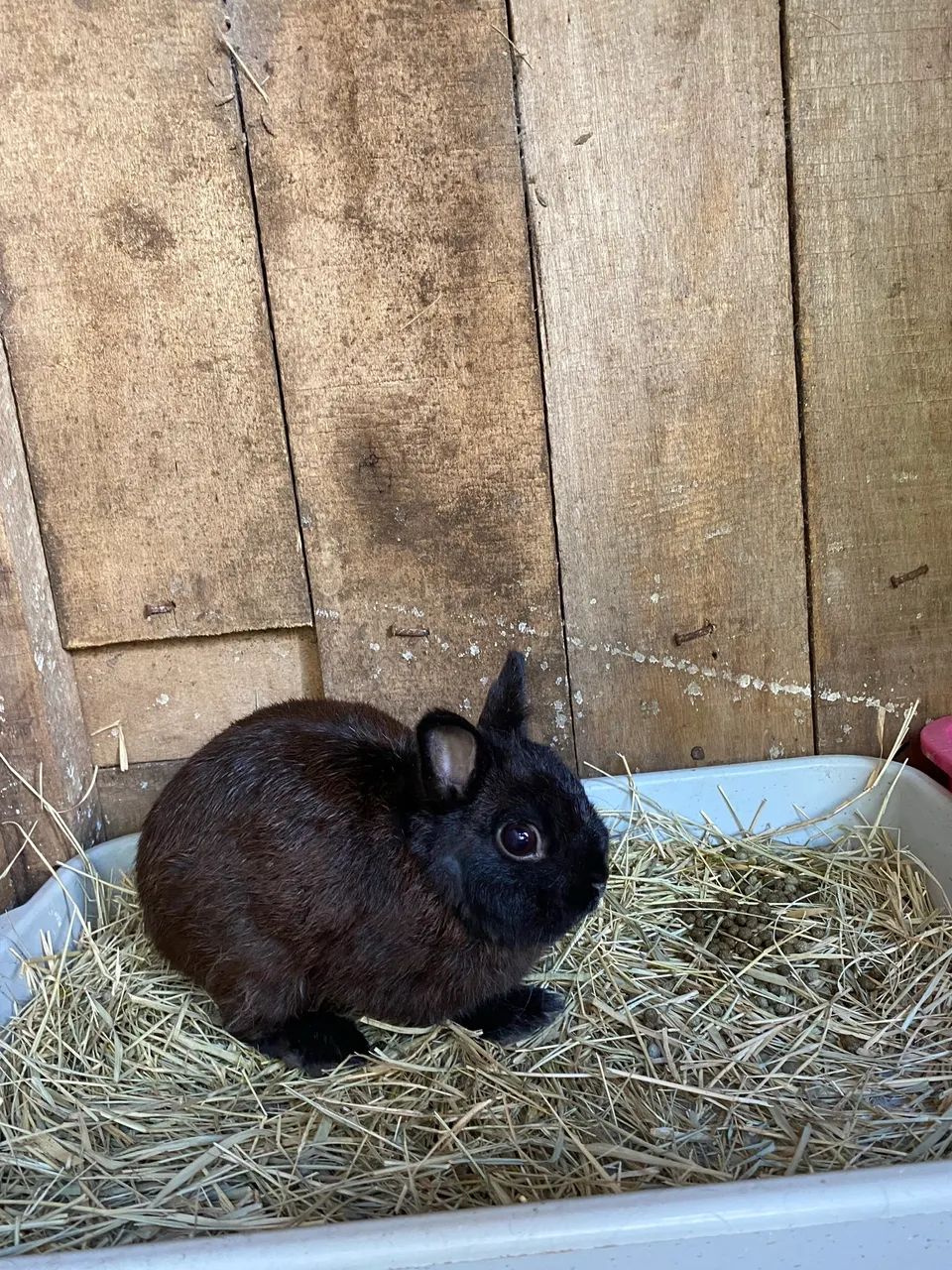 Coelho Netherland Darwf - Foto 3