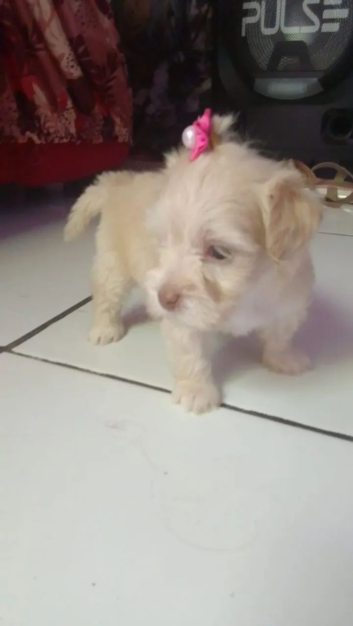 Vendo - Foto 4