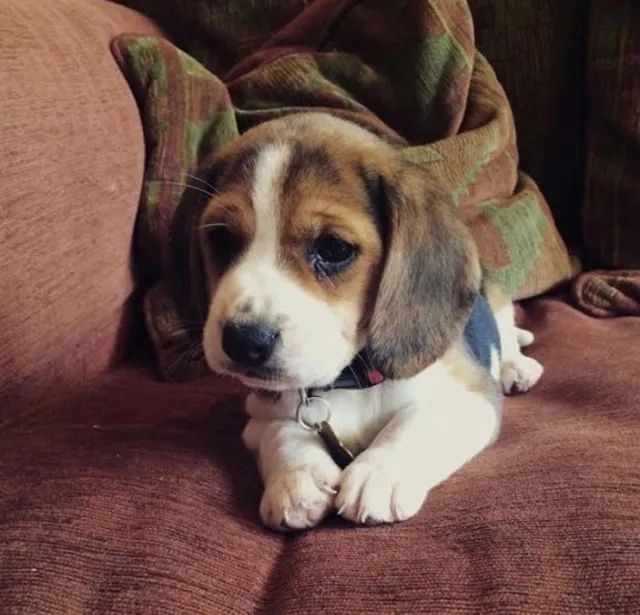 Beagle 13 Polegadas Latidos que narram o dia