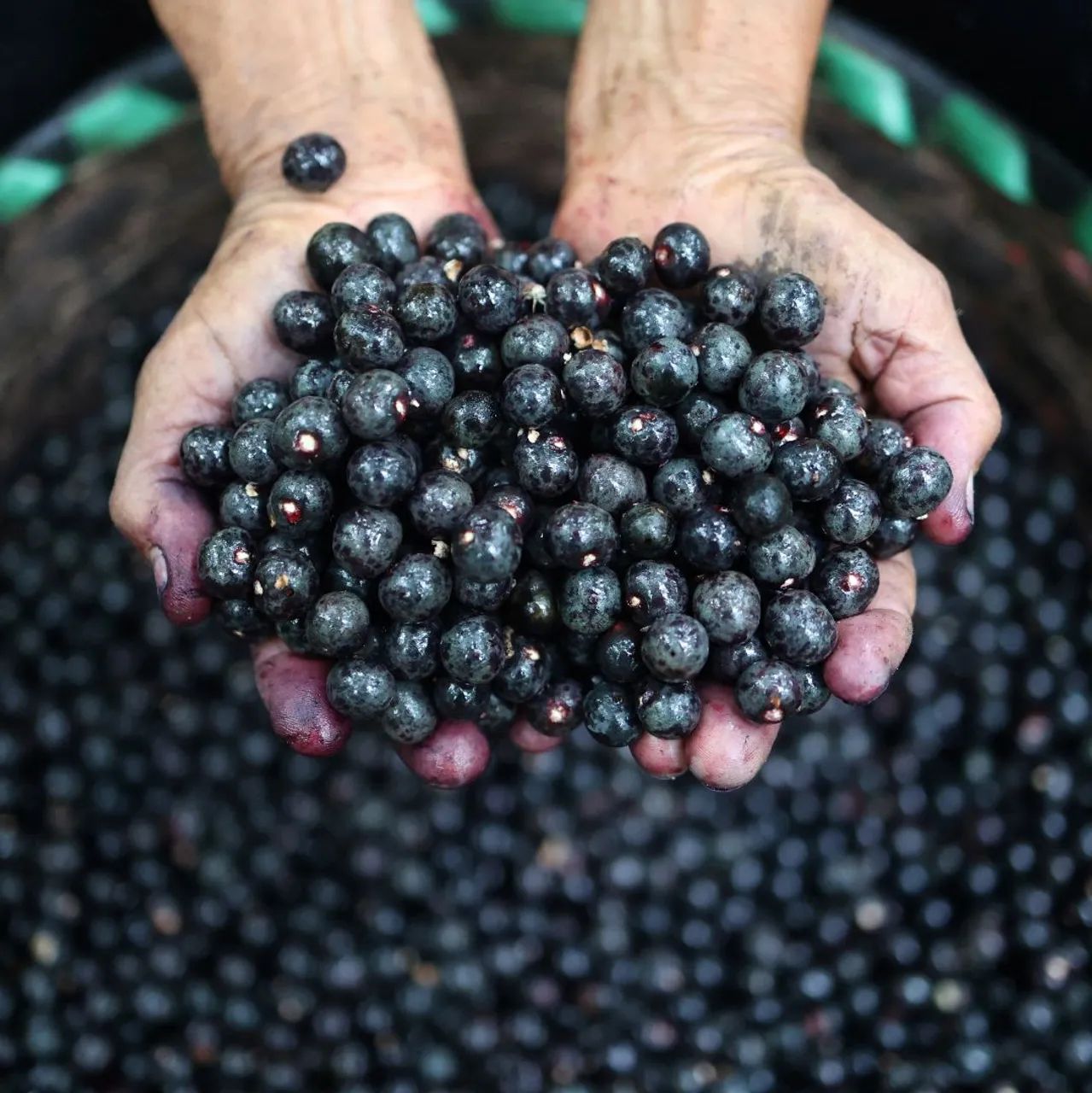 caroço de açaí 