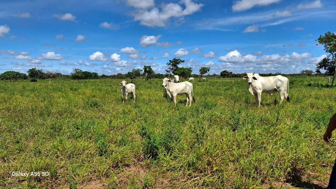 Fazenda a venda  - Foto 5