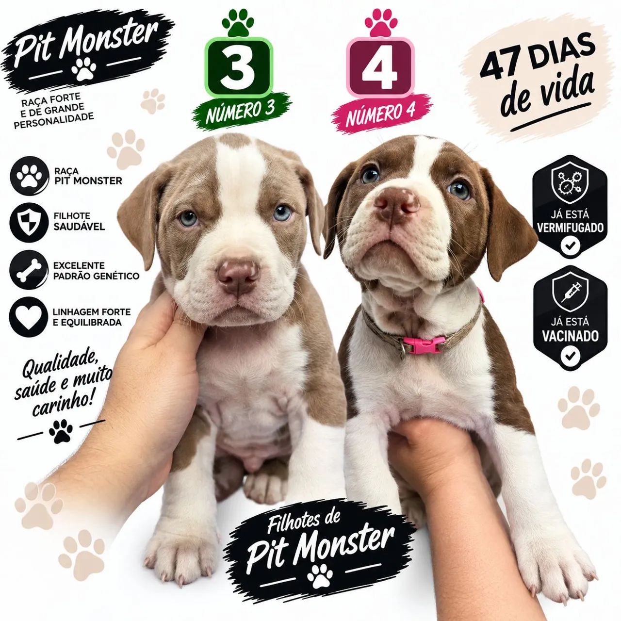 Filhotes de Pitmonster  - Foto 3