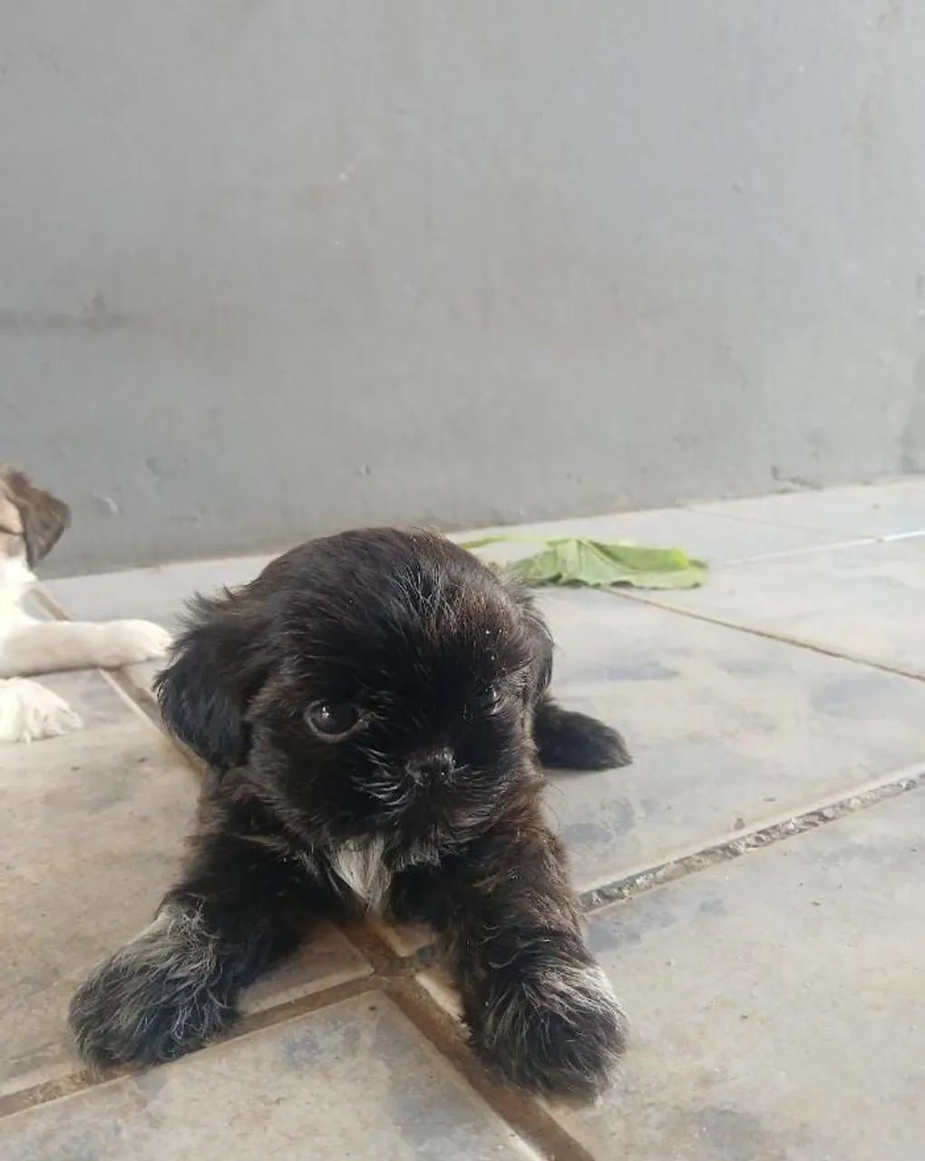 Shihtzu macho - Foto 2