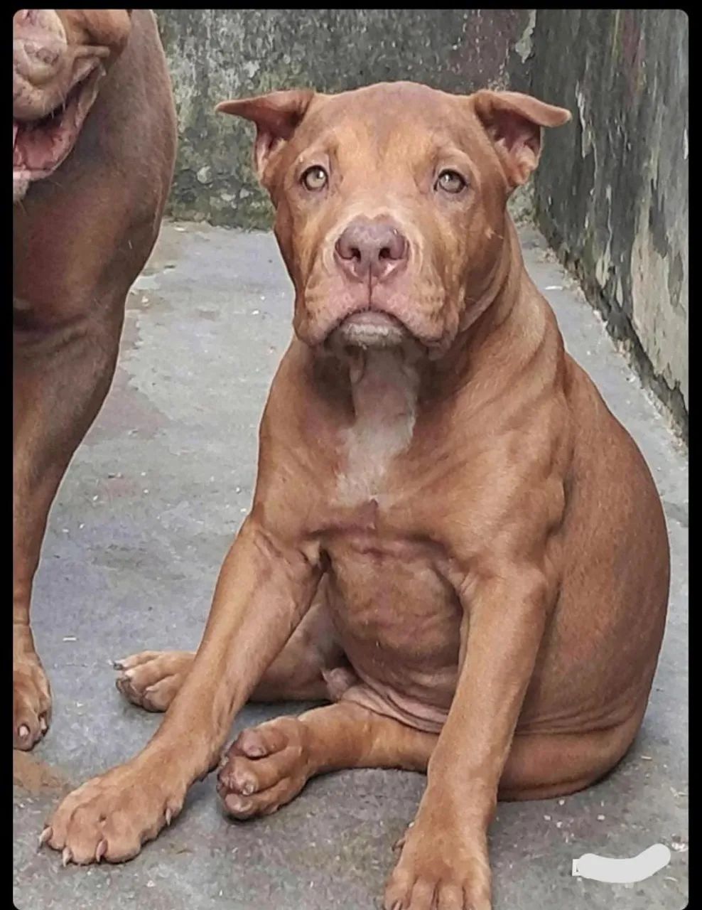 Vende-se  - Foto 4