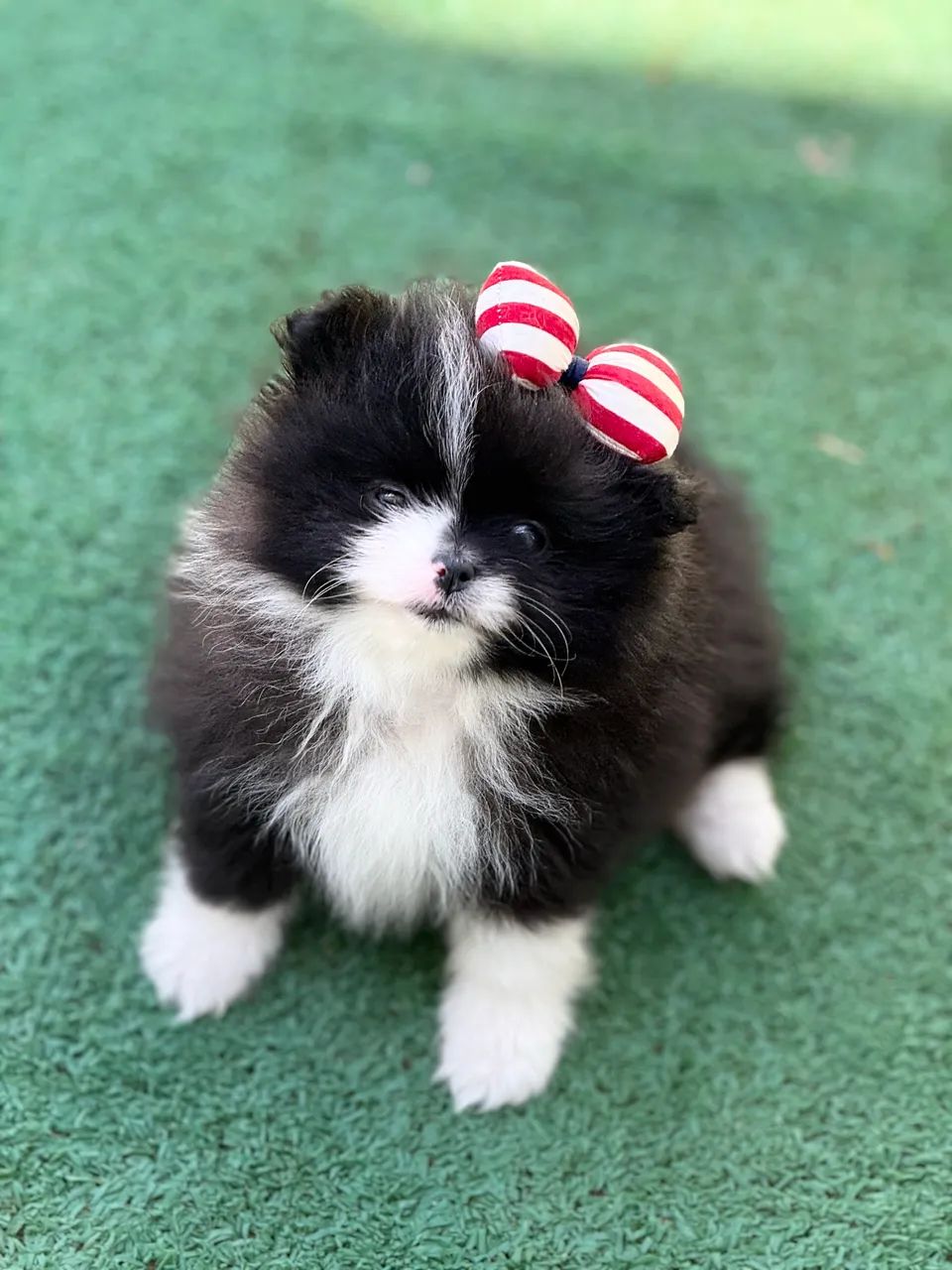 Lulu da Pomerania Anão 