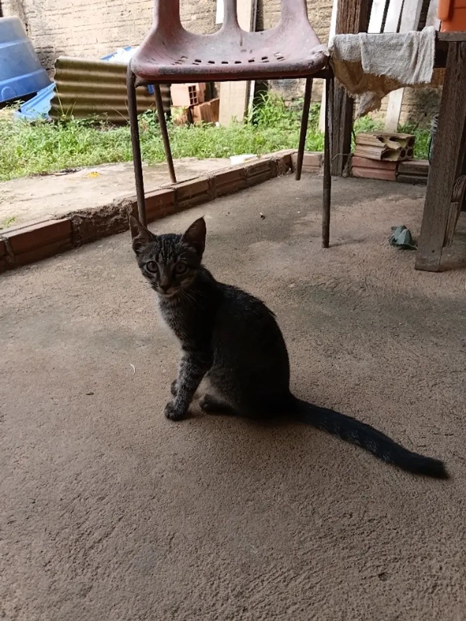 Filhote de Gato para Adoção (Fêmea - Raça Comum) - Foto 4