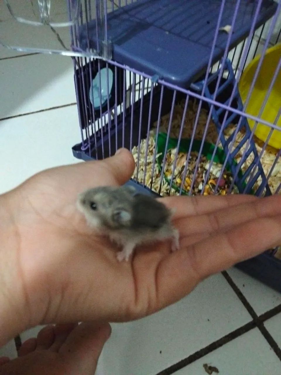 Hamster anão russo  - Foto 4