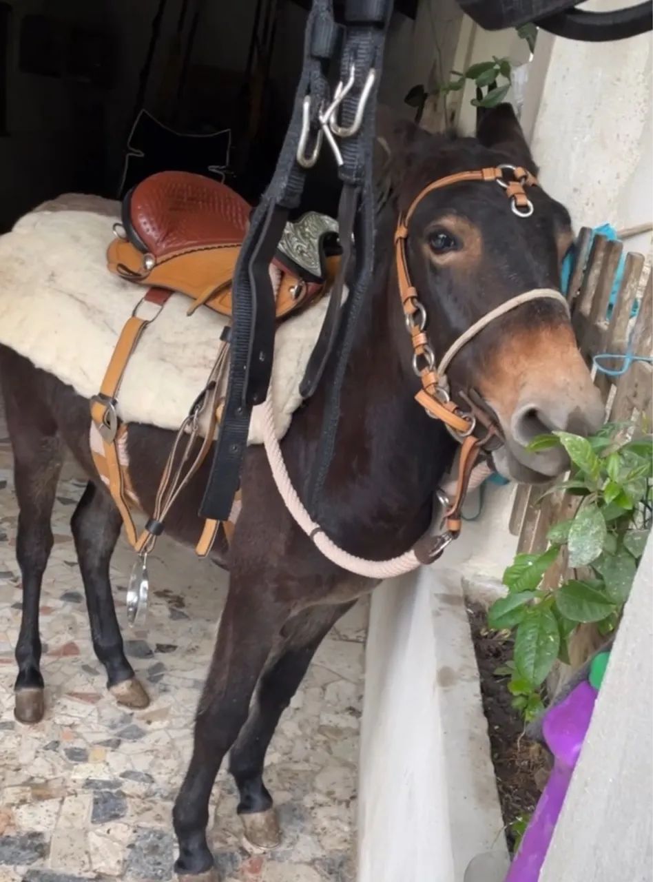 Burro Preto - Foto 5