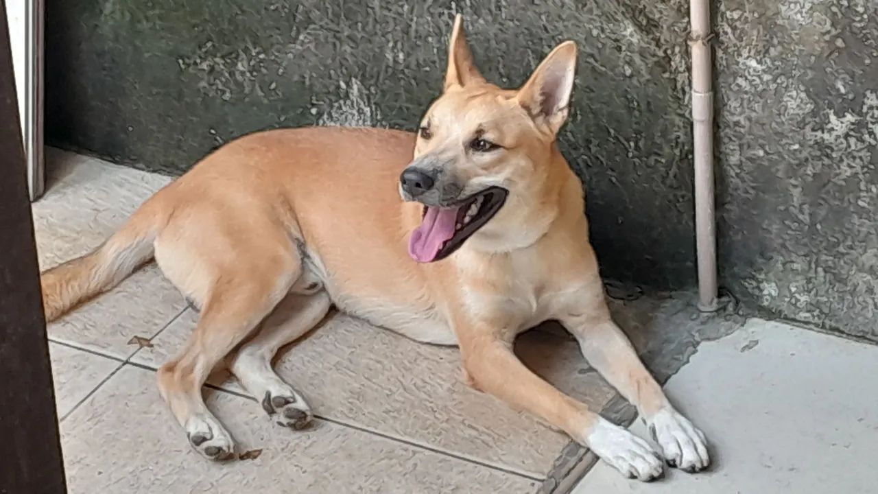 Caramelo mestiço  - Foto 2