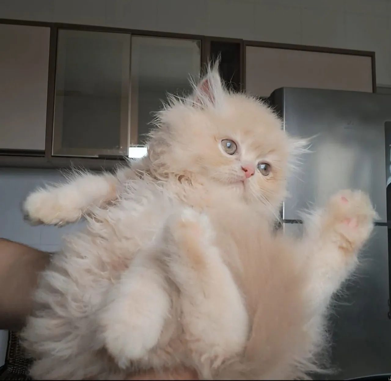 Gata persa fêmea 3 mês 