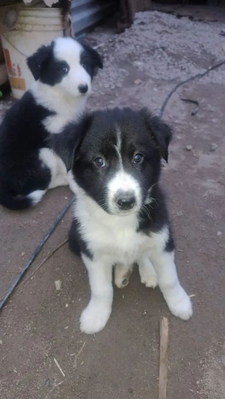 Bouder Collie 