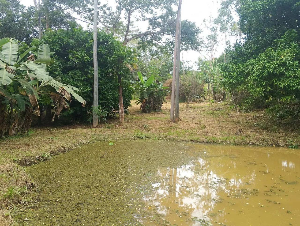 Chácara na Transacreana  - Foto 4