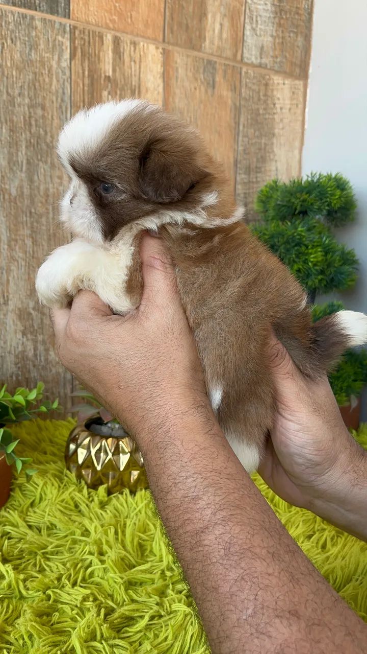 Shih tzu macho - Foto 2