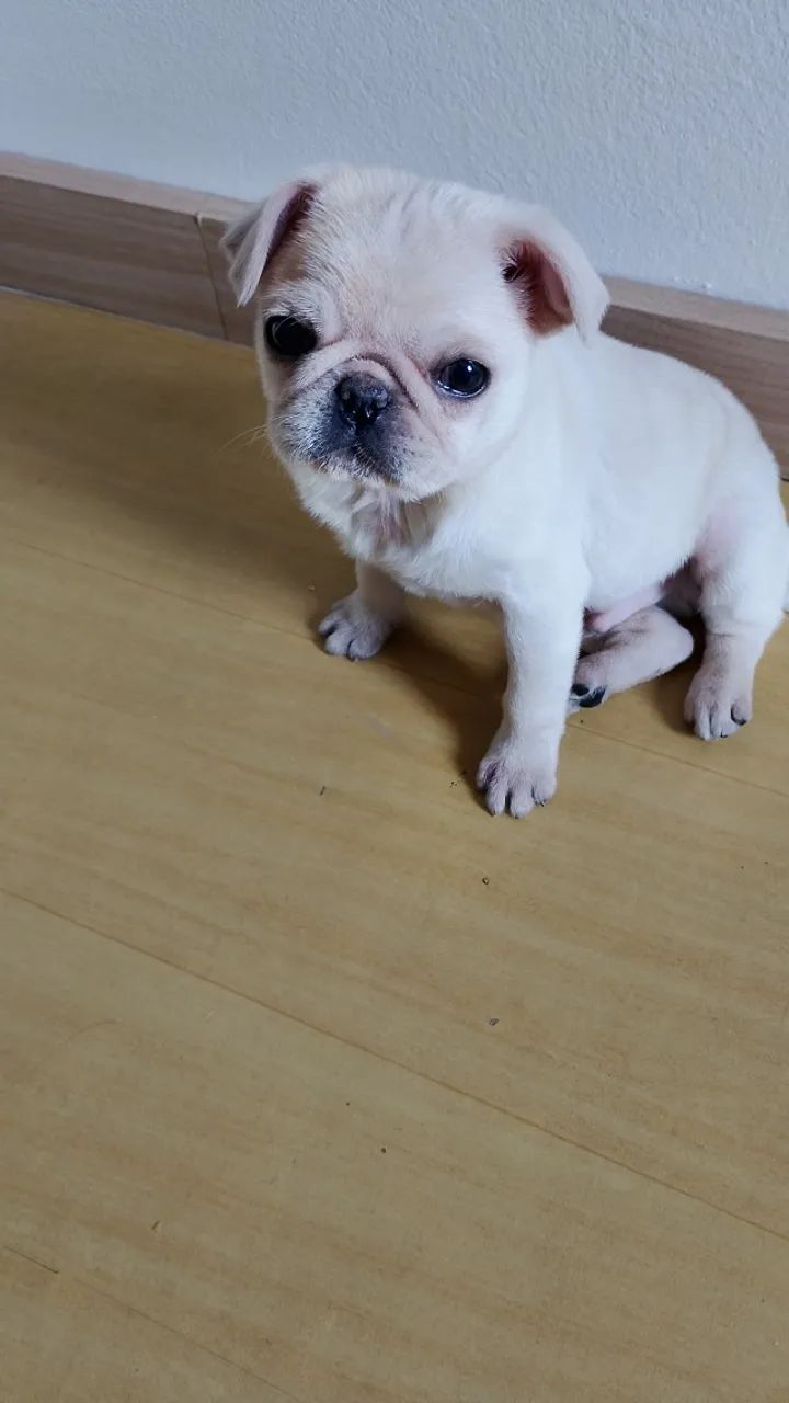 Pug - Foto 2
