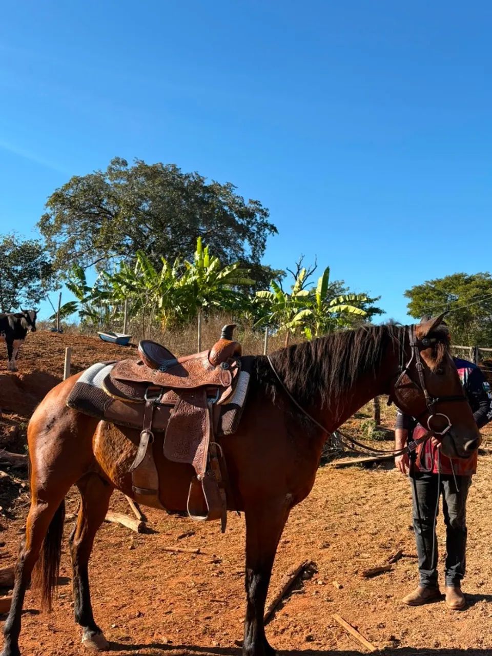 Cavalo - Foto 3