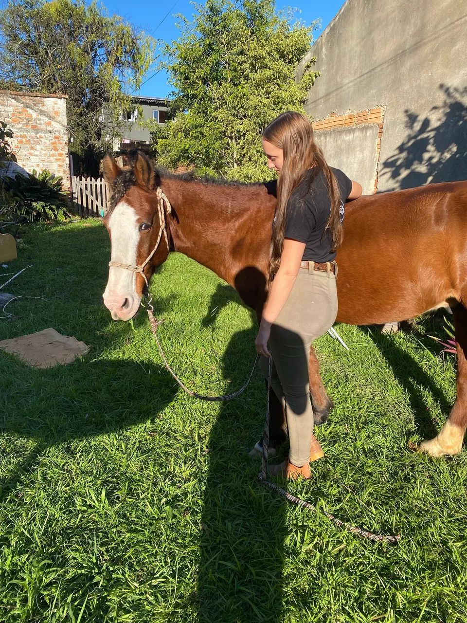 Cavalo castrado  - Foto 6