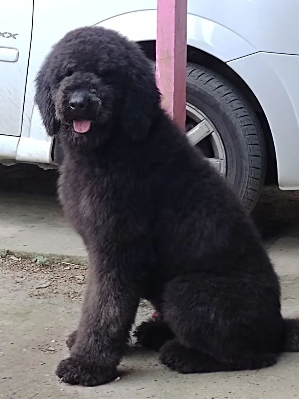 POODLE GIGANTE  - Foto 2