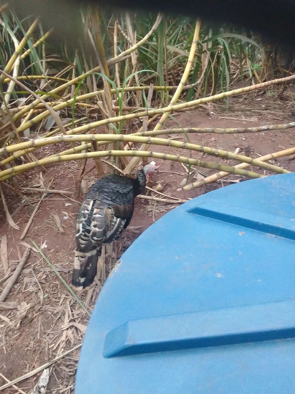 Perú macho  - Foto 3