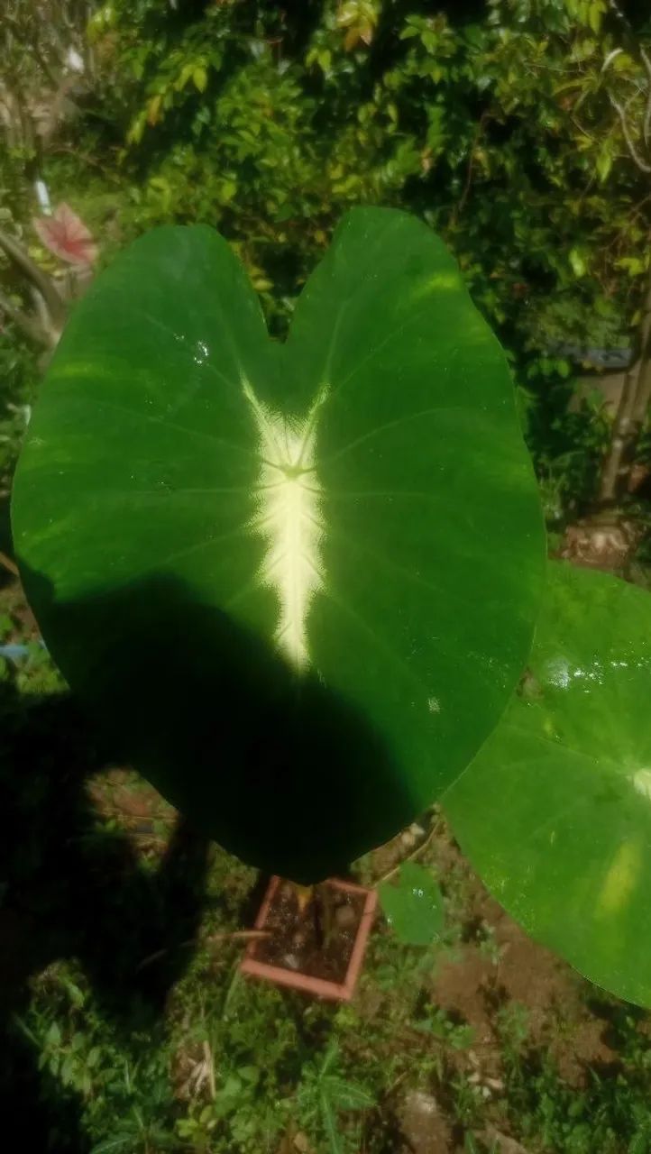 Colocasia Nancy's revenger 