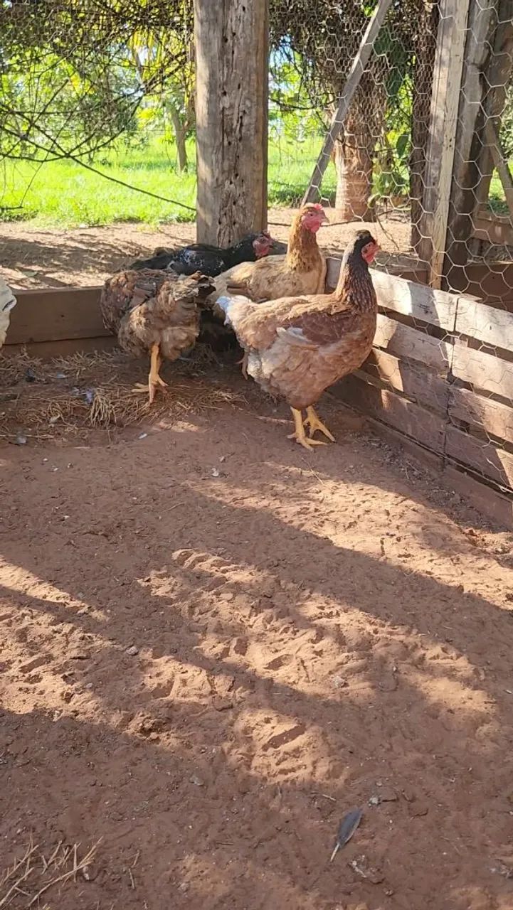 5 galinhas e 2 frangas GSB (galinha sertaneja balão) - Foto 4