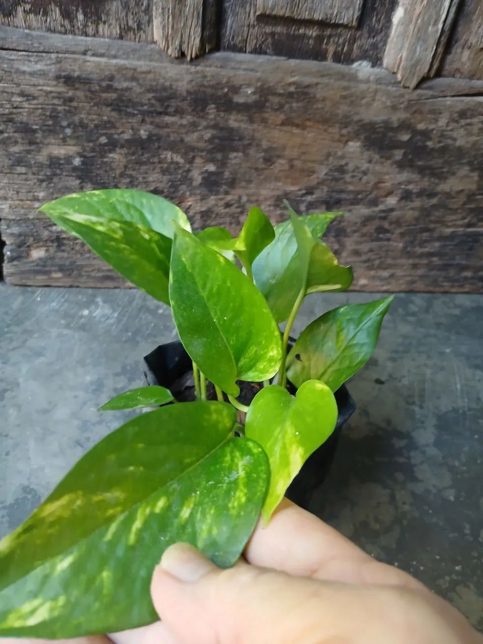MUDA DE JIBOIA - Foto 3