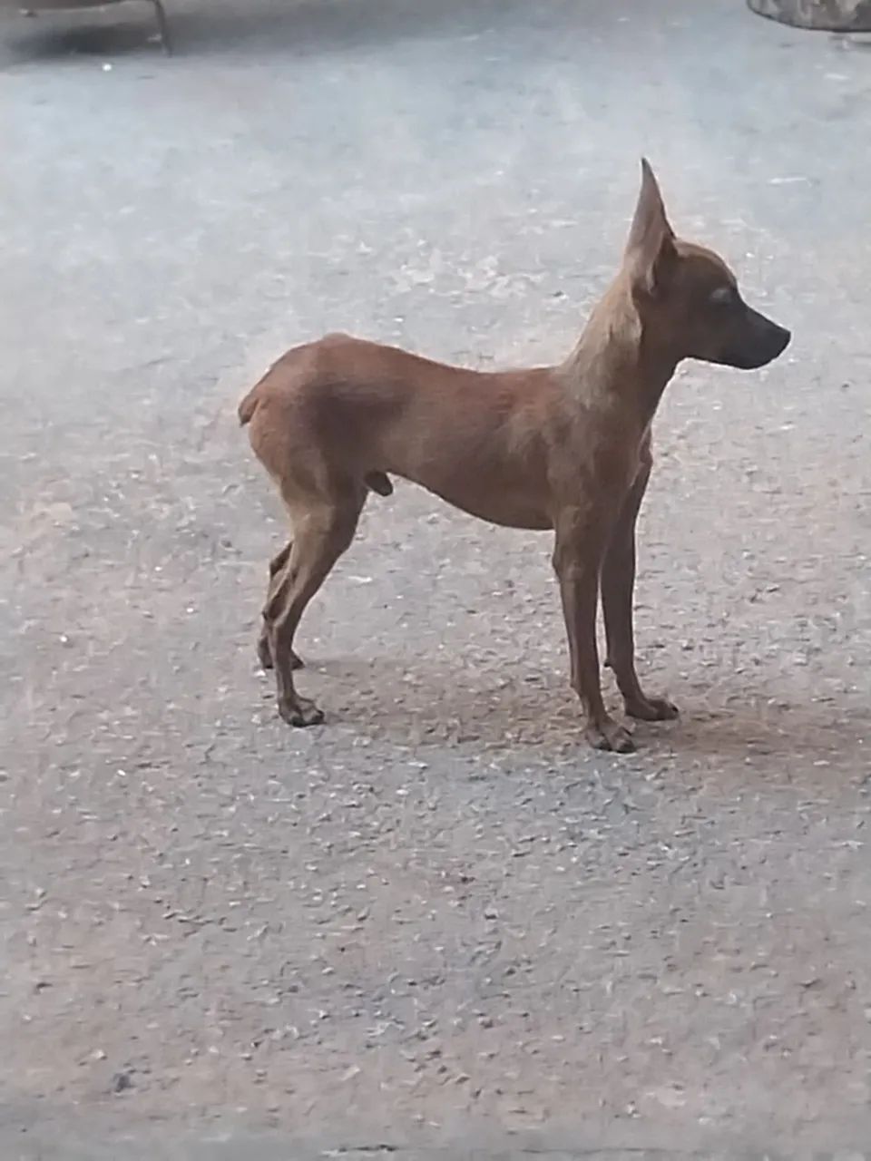 Venda - Foto 3