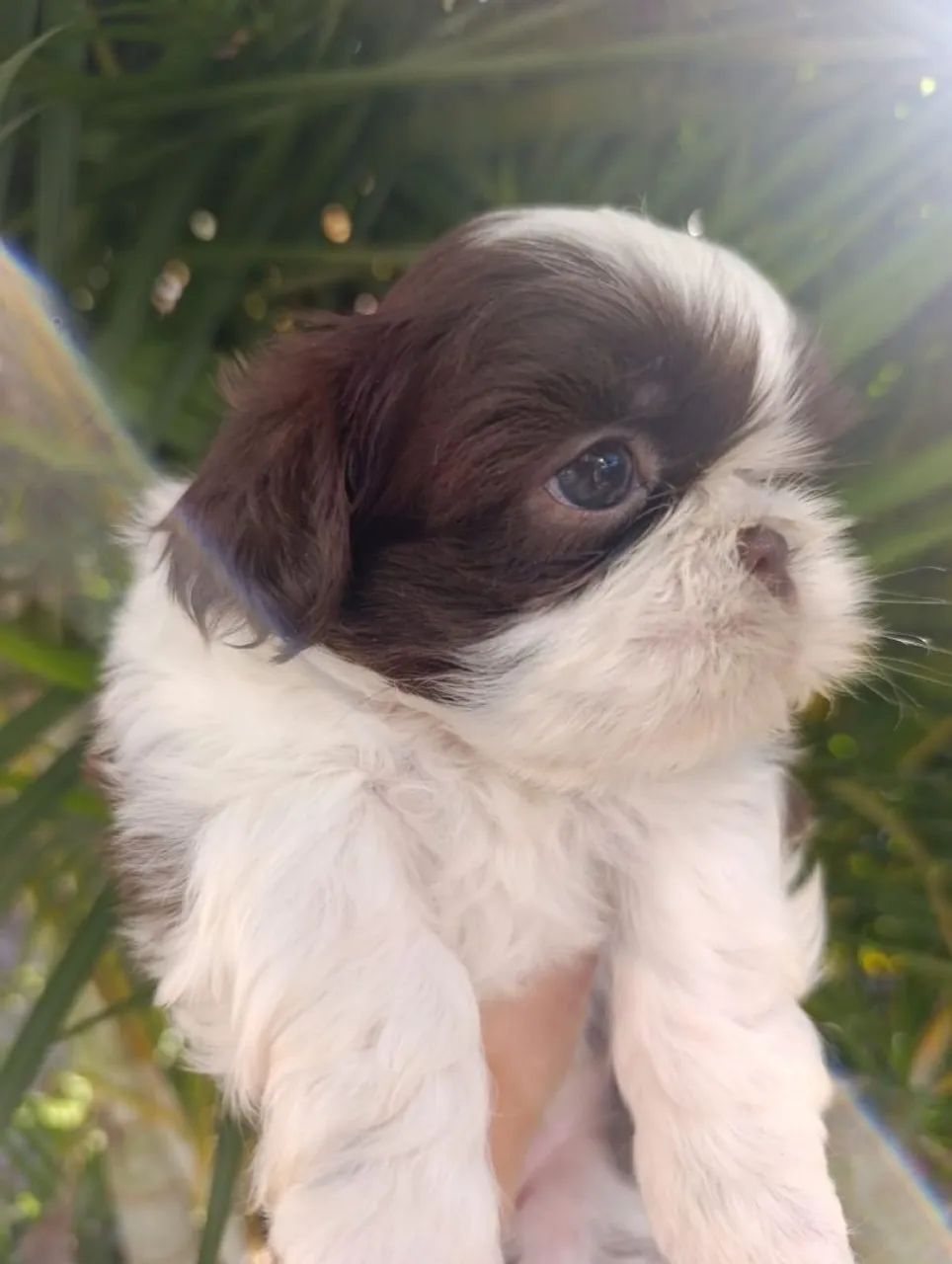 Shih Tzu macho filhote chocolate com branco  - Foto 3