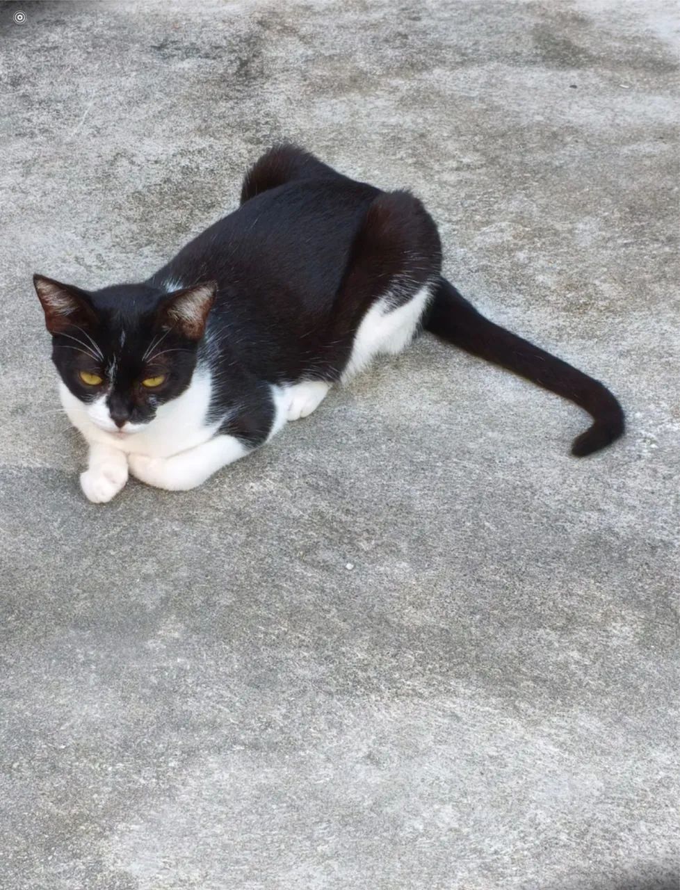 Gata para adoção responsável 