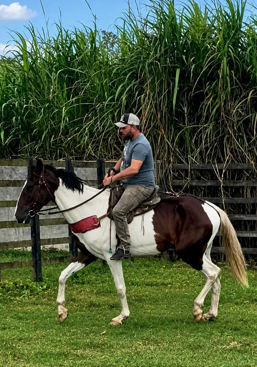 Cavalo Campolina PO Pampa de Castanho