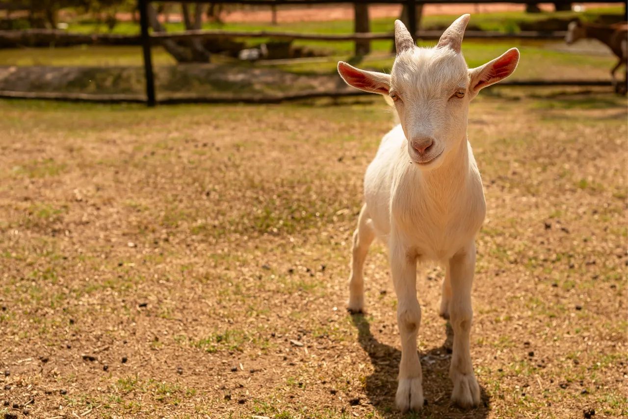 Cabrito Sannen  - Foto 5