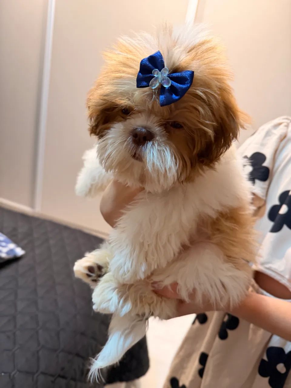 Filhote de Shihtzu Fêmea  - Foto 4