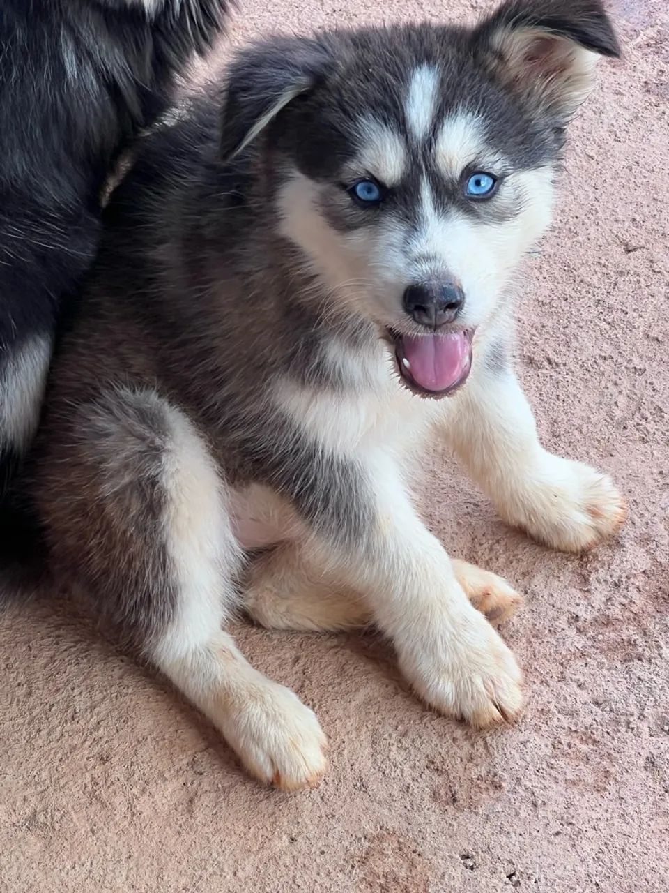 Husky fêmea  - Foto 2