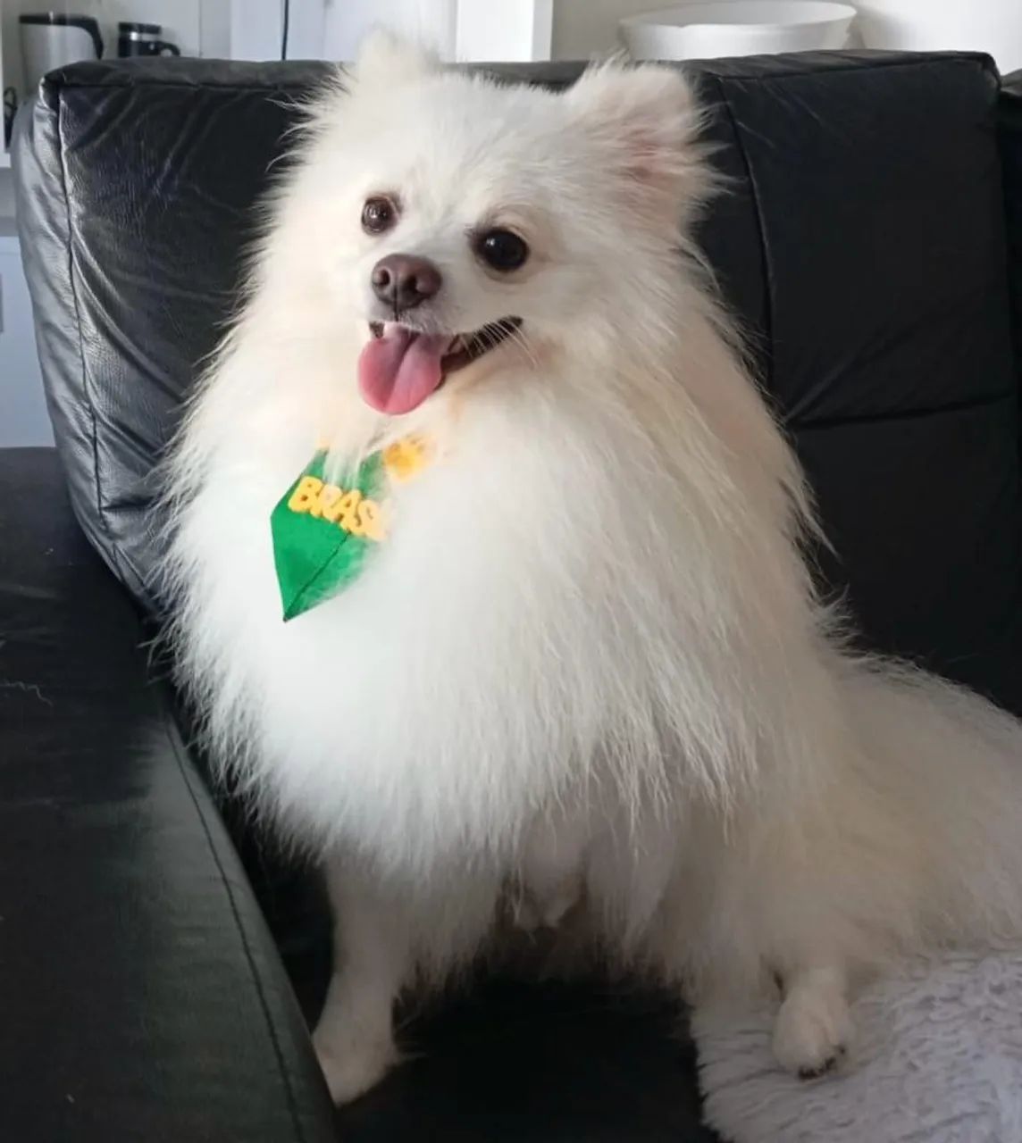 Vendo Spitz Alemão com 1 ano e 3 meses