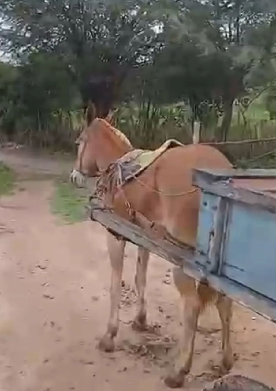 BURRA MULA DE CARROÇA  - Foto 5