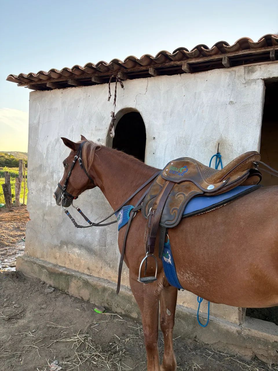 Cavalo - Foto 3