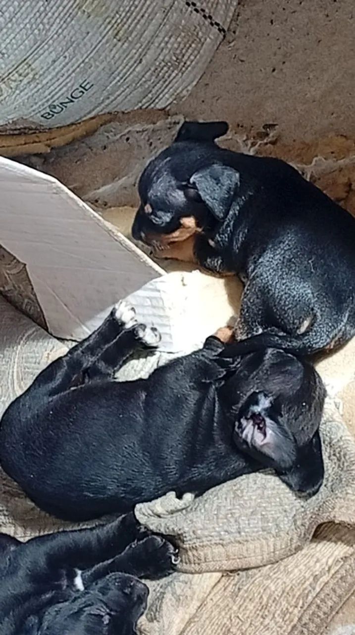 Pinscher - Foto 4