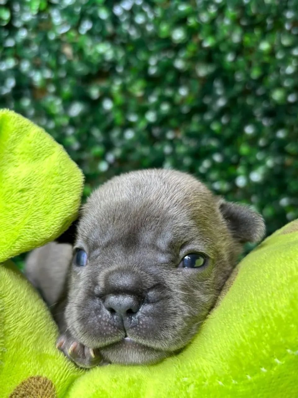 Lindos bbs de bulldog francês corra e faça sua reserva 