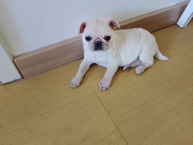Pug - Foto 3