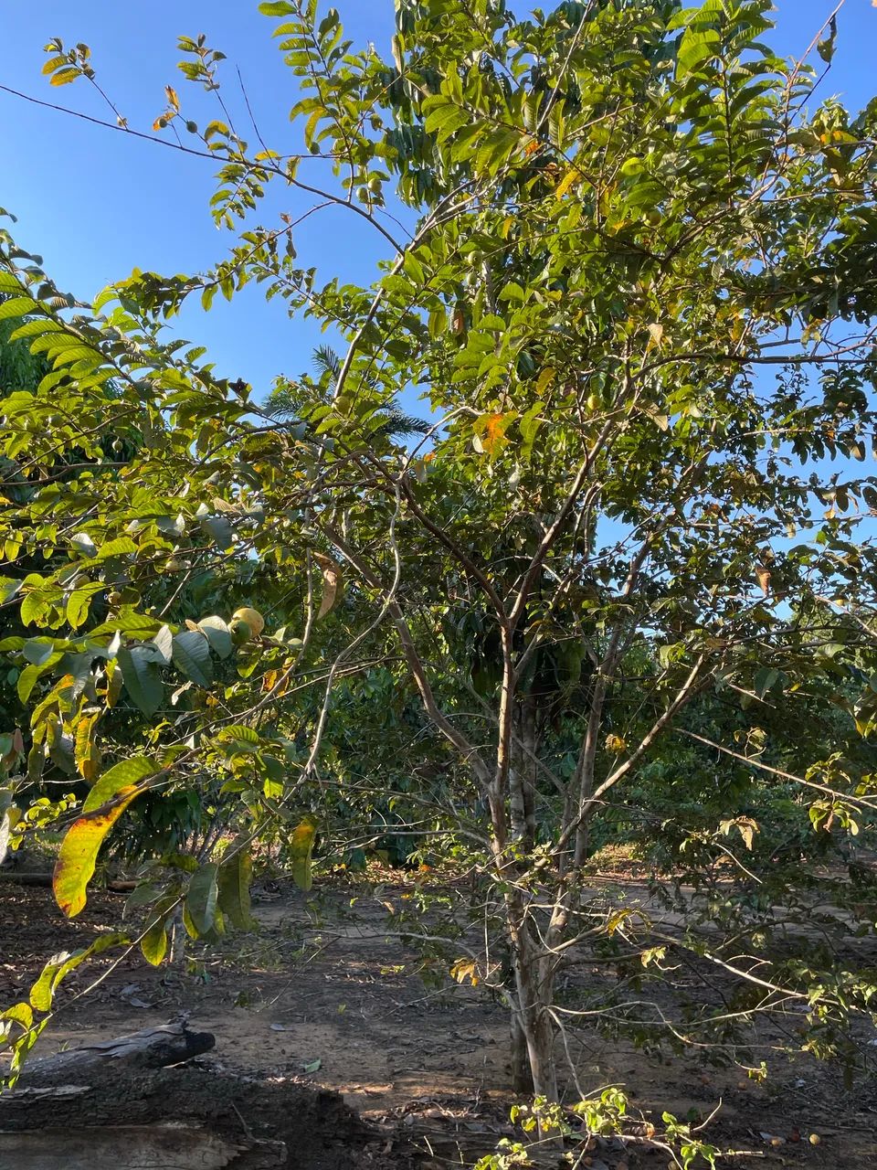 Terreno - Foto 3